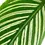 Miniaturbild: Goeppertia (Calathea) elliptica 'Vittata'
