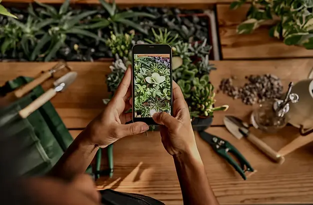 Top view of hands holding a smartphone and photographing succulents on a table with plant care accessories