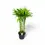 Thumbnail: Dracaena braunii 'Gold'