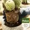 Thumbnail: Pokon Cactus Potting Soil