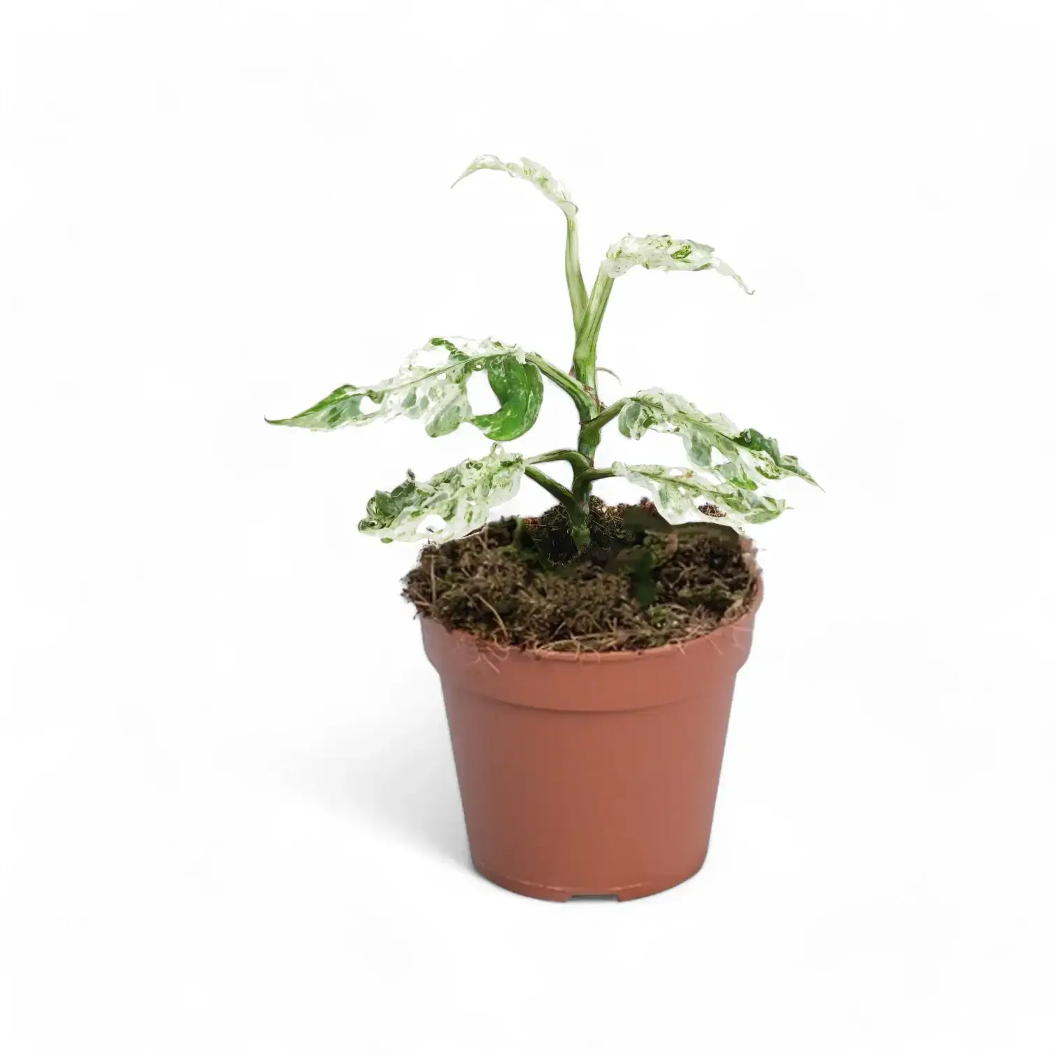 Monstera adansonii 'Frozen Freckles'