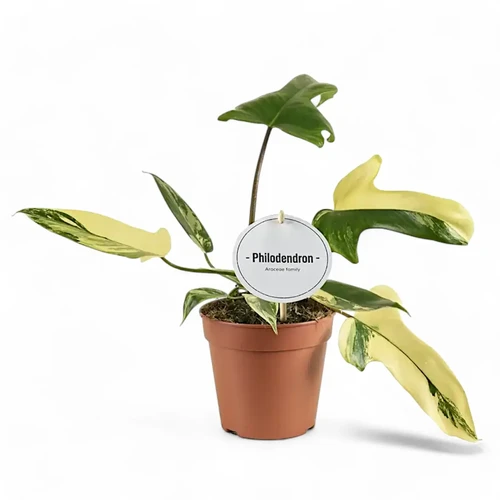 Philodendron Florida Beauty x polypodioides nr 1