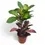 Thumbnail: Codiaeum variegatum (Croton) 'Mrs. Iceton'