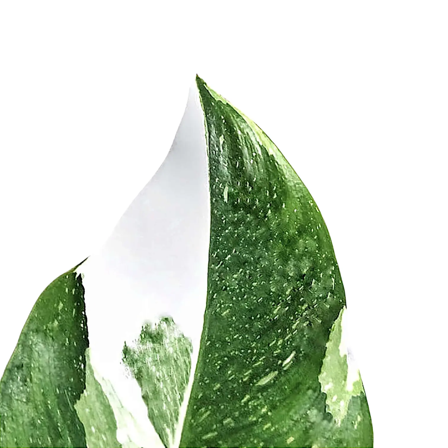 Philodendron 'White Princess'