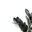 Thumbnail: Zamioculcas zamiifolia 'Raven'