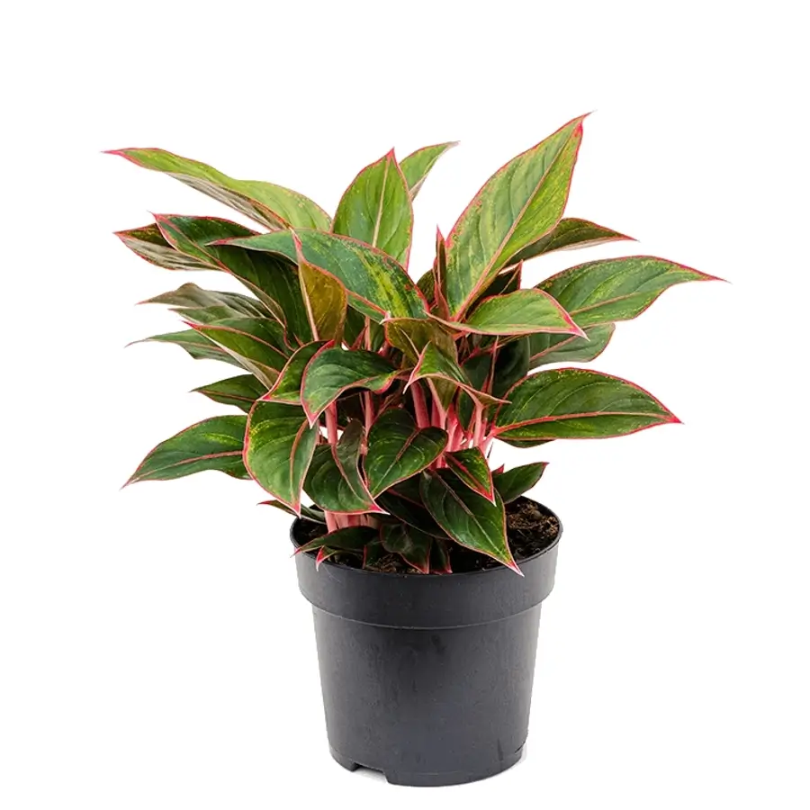 Aglaonema 'Jungle Red' Zimmerpflanze