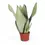 Miniaturbild: Dracaena (Sansevieria) trifasciata 'Moonshine'