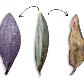 Three Tradescantia pallida leaves on white background: left leaf deep purple (sun stress), middle silvery green (low light), right white and papery (sunburn damage).
