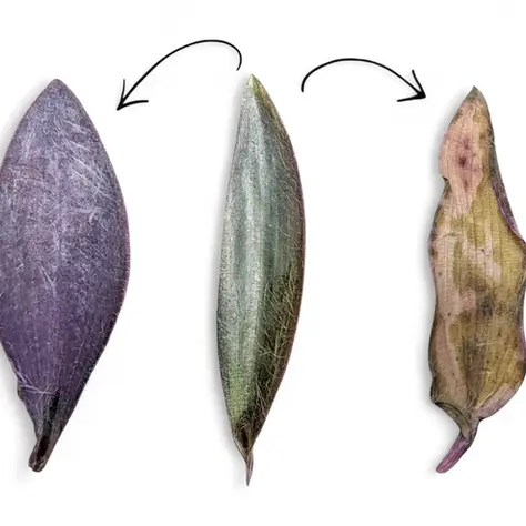 Tradescantia pallida-Blätter nebeneinander: dunkelviolett (Sonnenstress), silbrig-grün (Lichtmangel), weiß und vertrocknet (Sonnenbrand) auf weißem Hintergrund.