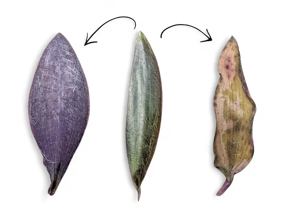 Tradescantia pallida-Blätter nebeneinander: dunkelviolett (Sonnenstress), silbrig-grün (Lichtmangel), weiß und vertrocknet (Sonnenbrand) auf weißem Hintergrund.