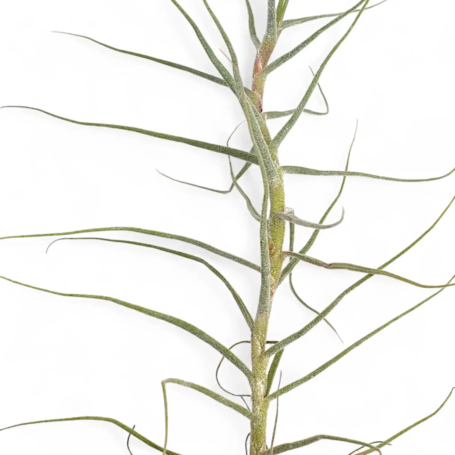 Tillandsia caerulea
