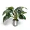 Miniaturbild: Philodendron 'Green beauty'