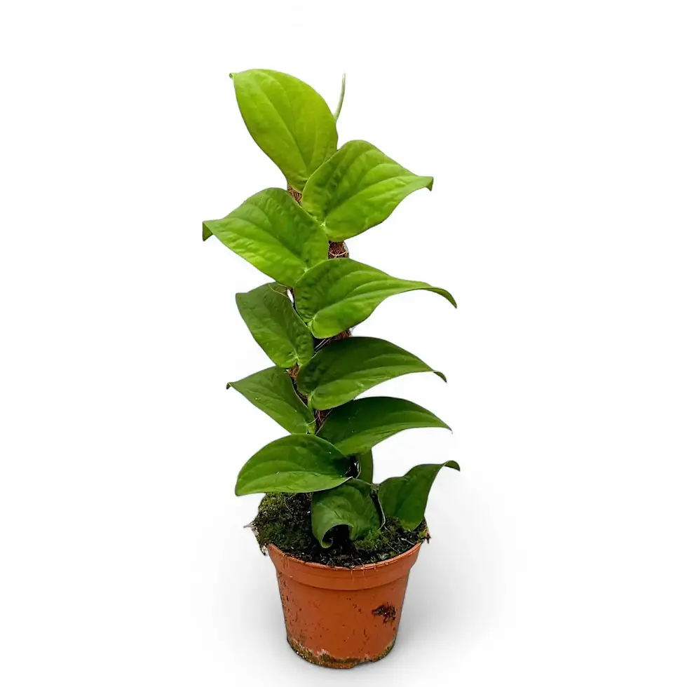 Rhaphidophora korthalsii