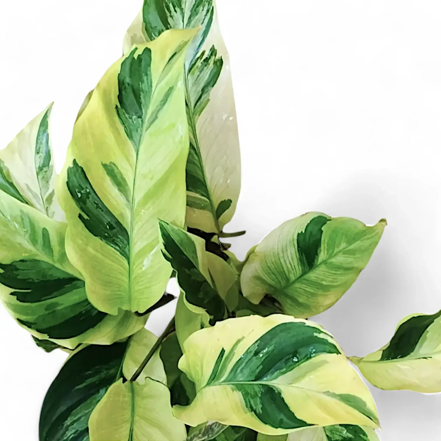 Goeppertia (Calathea) lietzei ‘Yellow Fusion’ aka 'Yellow Miracle'