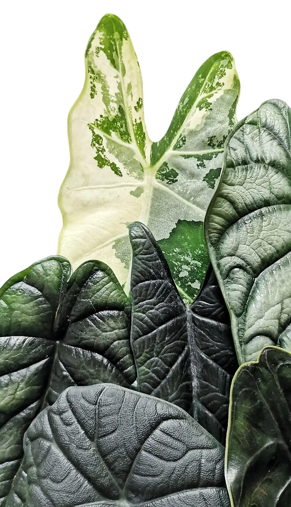 Flatlay of assorted Alocasia leaves including Dragon Scale, Frydek, Melo, and Scalprum on white background