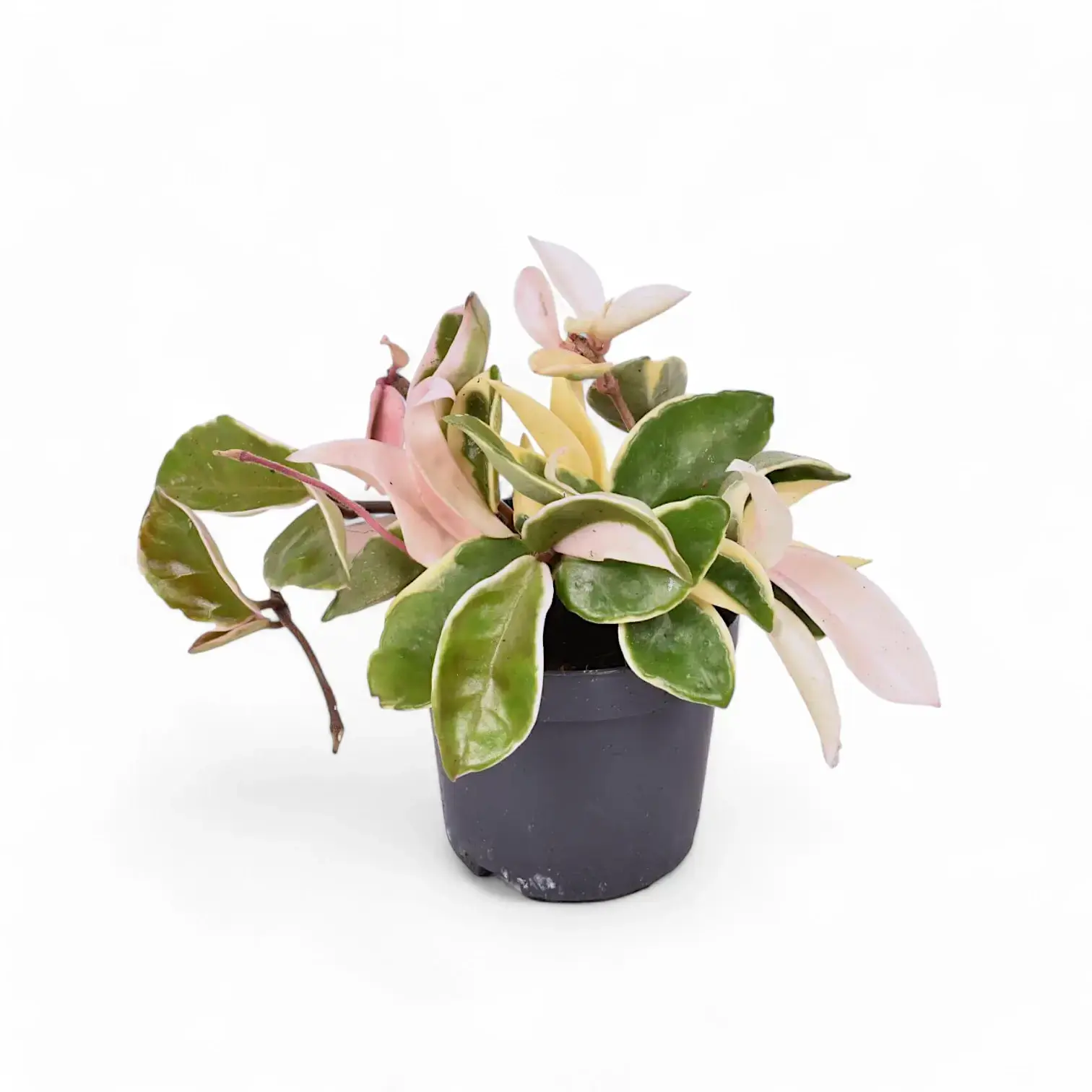 Hoya carnosa 'Krimson Queen' (alboHoya carnosa 'Krimson Queen' (albomarginata)marginata)