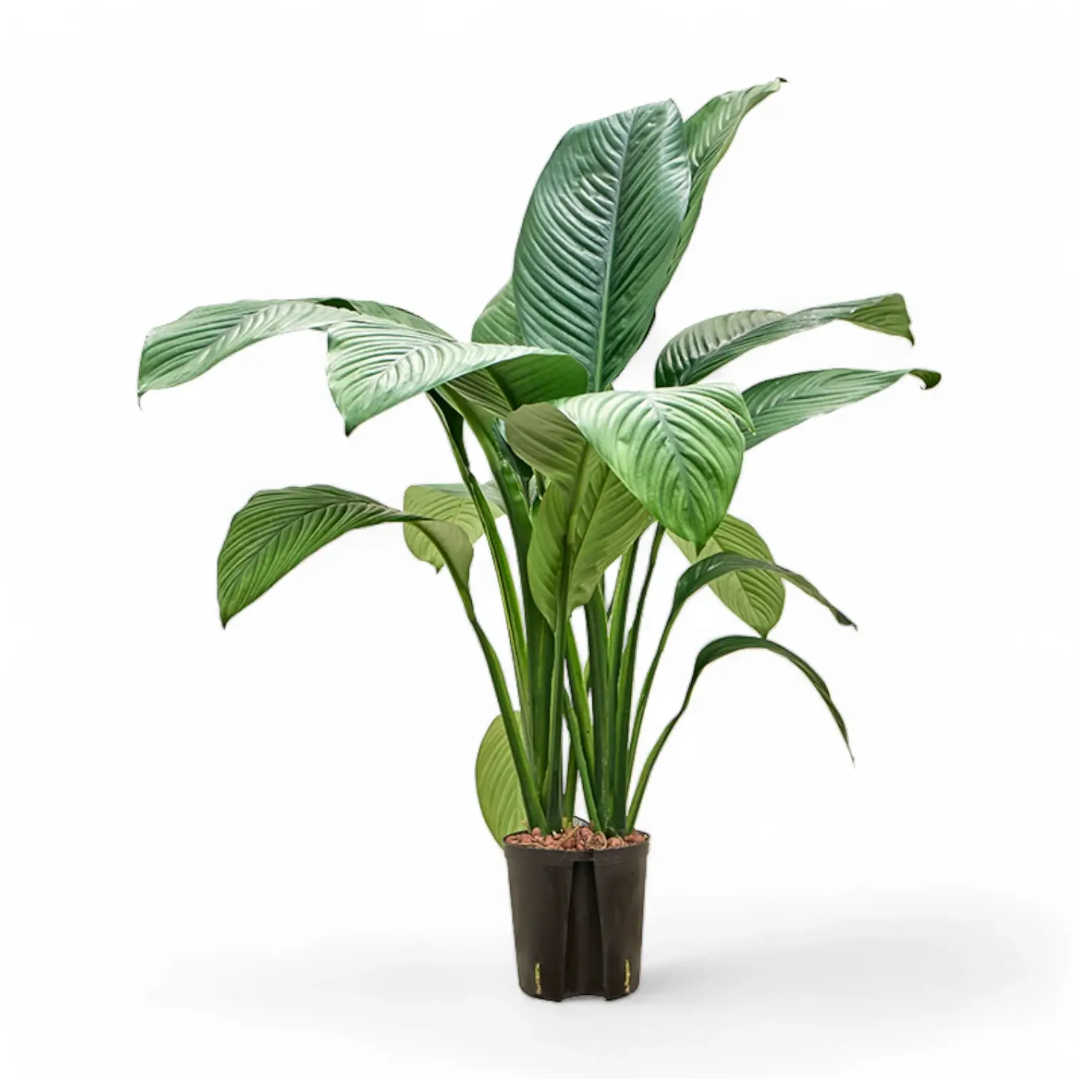Spathiphyllum ‘Sensation’ photographed on white background showing huge ribbed leaves and tall, upright growth.