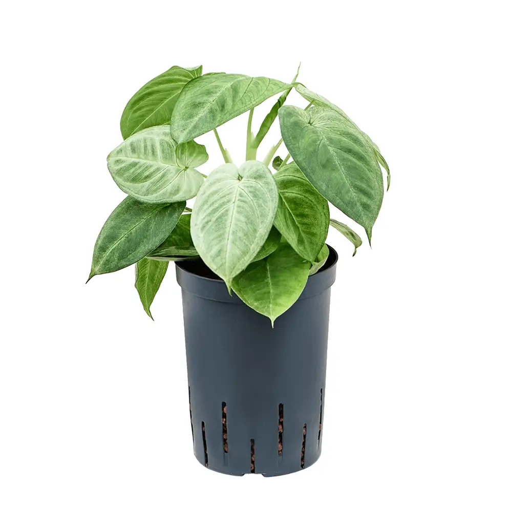 Syngonium macrophyllum 'Ice Frost' aka 'Frosted Heart' - buy online at ...