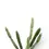 Miniaturbild: Euphorbia alluaudii