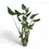 Thumbnail: Alocasia 'Dragon Tail'