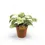 Miniaturbild: Aphelandra squarrosa 'White Wash'
