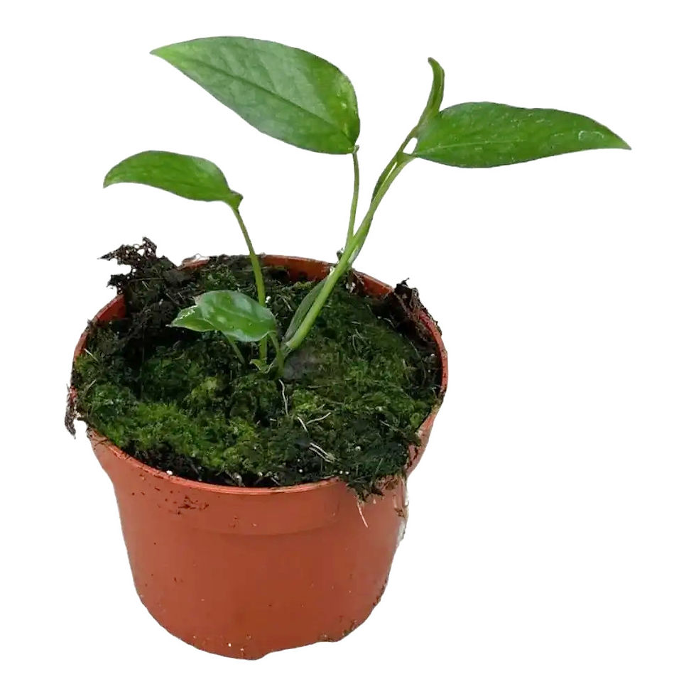 Epipre­mnum pinnatum 'Skeleton Key'