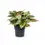 Thumbnail: Aglaonema 'Crimson Love'