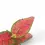 Miniaturbild: Aglaonema 'Red Valentine'