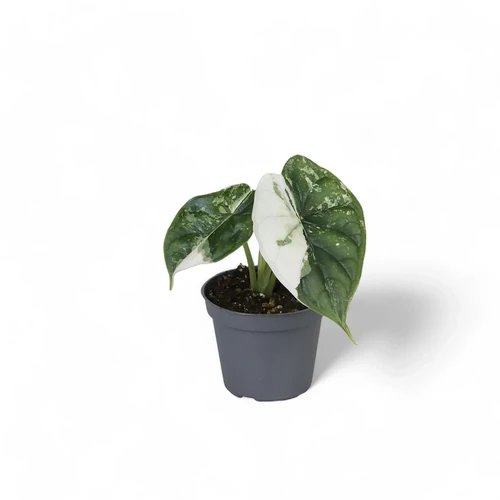 Buy Tissue Culture Alocasia Dragon Scale Albo Variegated