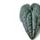 Thumbnail: anthurium clidiemioides