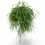 Miniaturbild: Rhipsalis pulchra