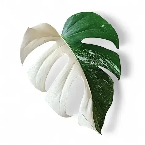 Monstera deliciosa Albo Variegata – seltene, weiß-grün panaschierte Zimmerpflanze