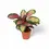 Thumbnail: Goeppertia (Calathea) roseopicta 'Silvia'