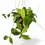 Thumbnail: Hoya callistophylla