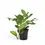 Thumbnail: Monstera pinnatipartita