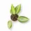 Miniaturbild: Hoya latifolia 'Pot of Gold'