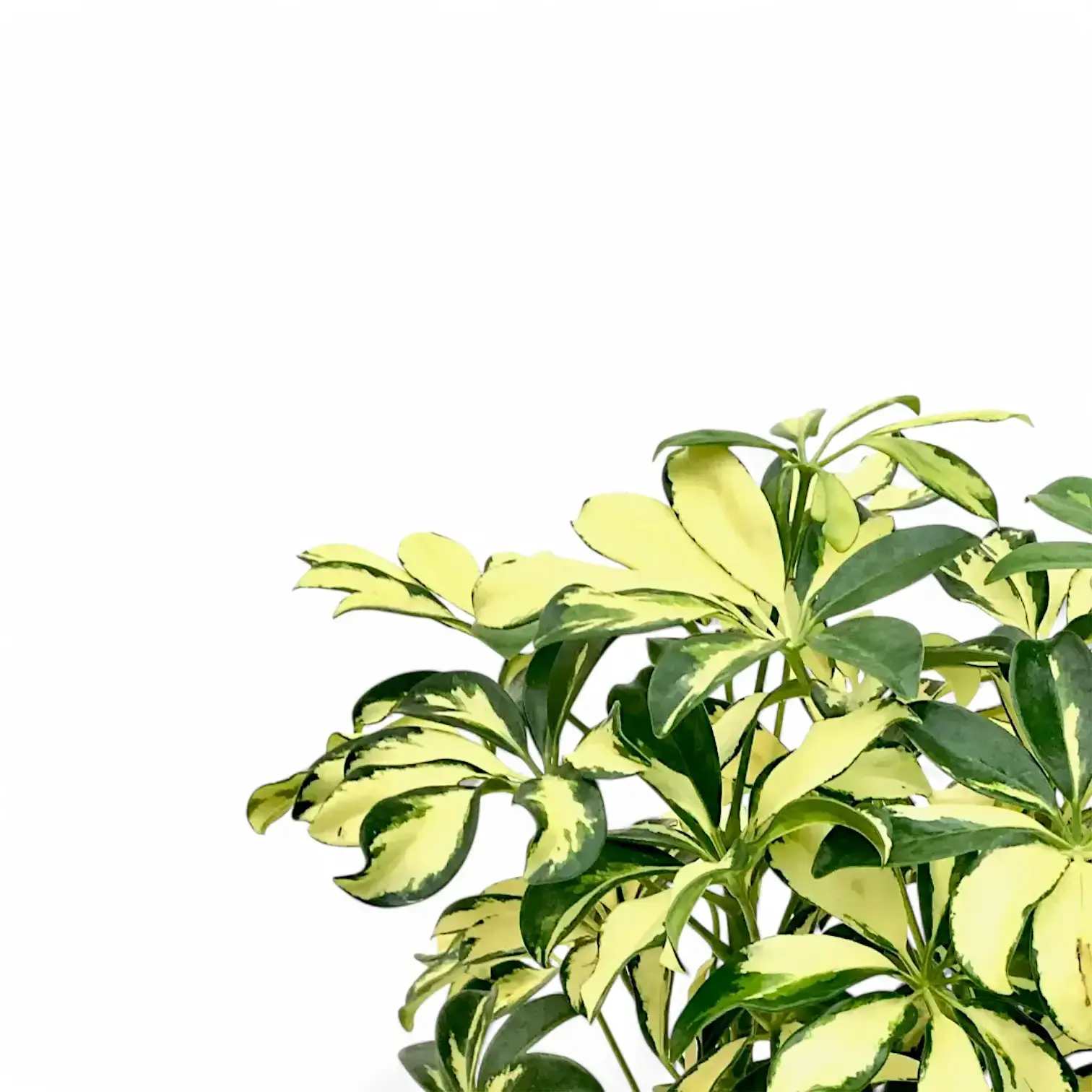 Heptapleurum arboricola 'Trinette'