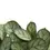 Miniaturbild: Ctenanthe burle-marxii 'Amagris'
