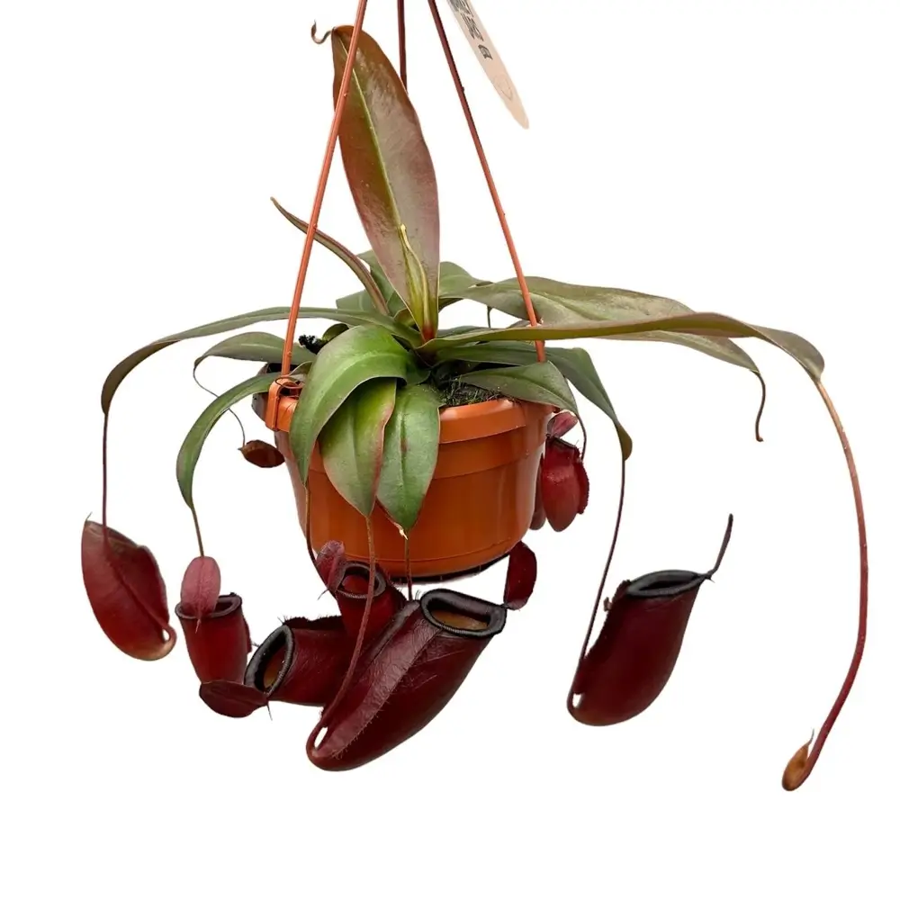 Nepenthes  ‘Diana’ pitcher plant