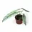 Thumbnail: Alocasia  'Corazon'