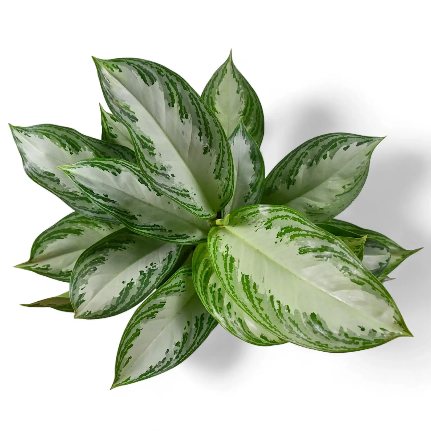 Aglaonema 'Silver Bay'