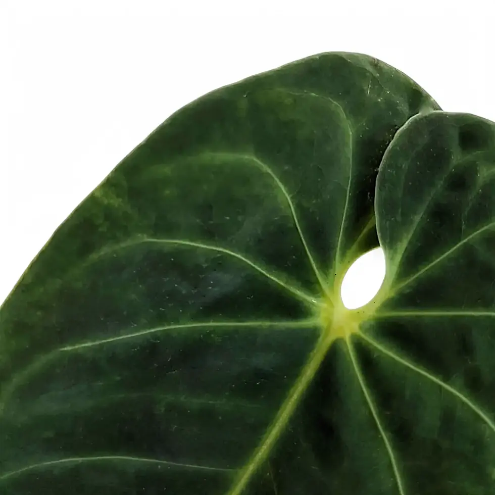 Anthurium metallicum