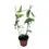 Miniaturbild: Passiflora amalocarpa