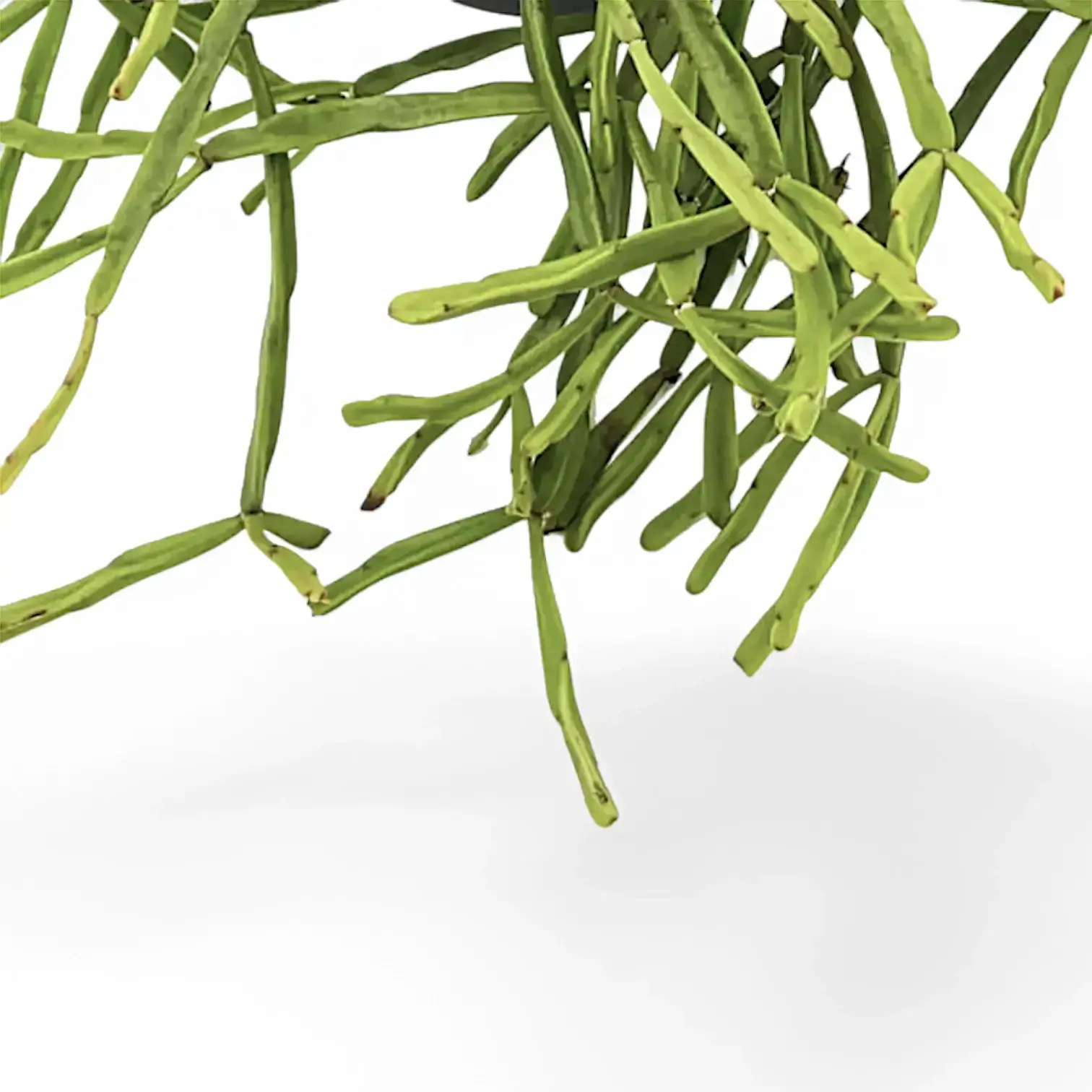 Rhipsalis trigona