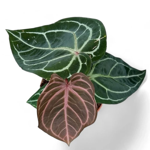 Anthurium 'Red crystallinum' - online at Foliage Factory