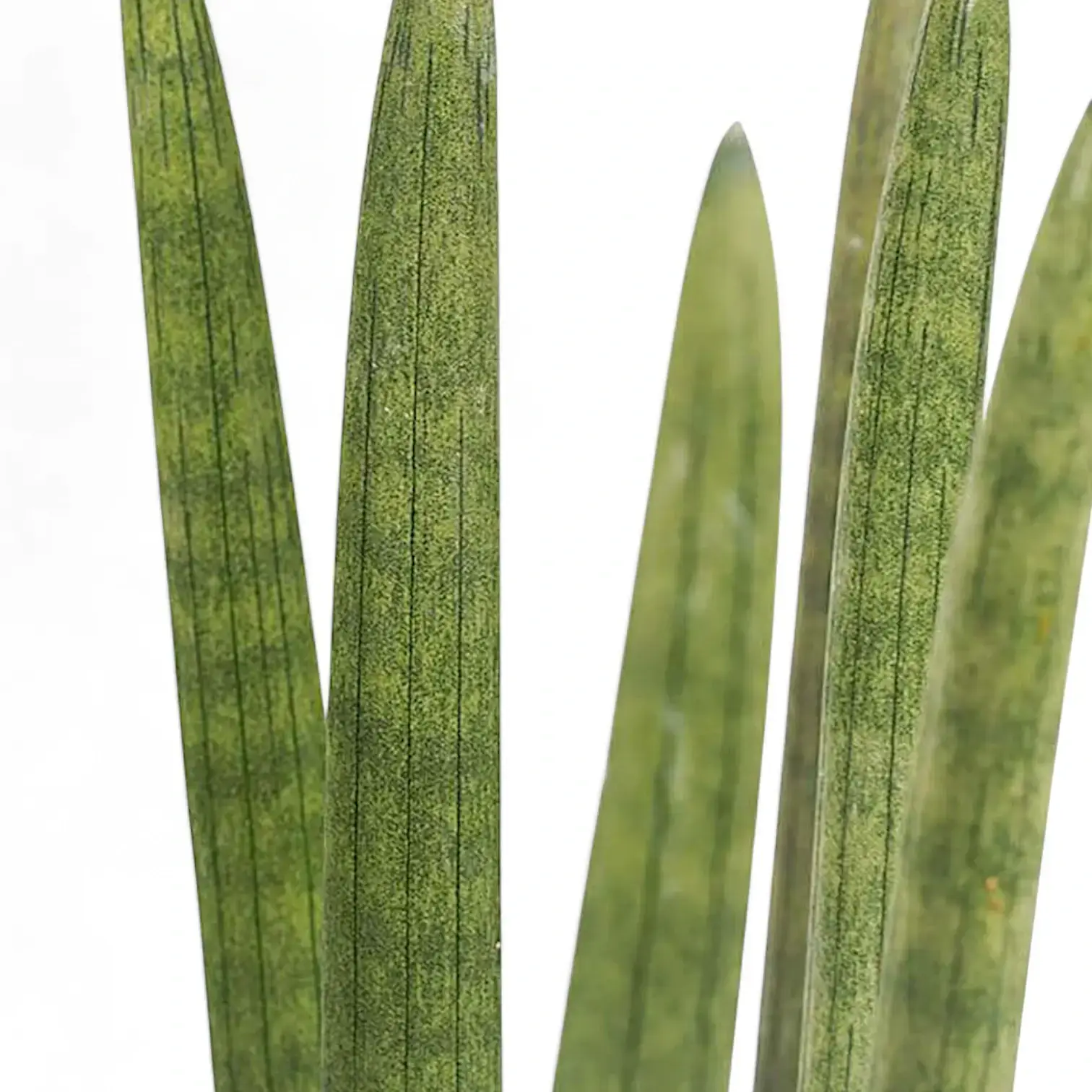 Dracaena angolensis (Sansevieria cylindrica)