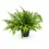 Thumbnail: Nephrolepis exaltata 'Boston Blue Bell'