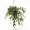 Miniaturbild: Aeschynanthus longicaulis (marmoratus)