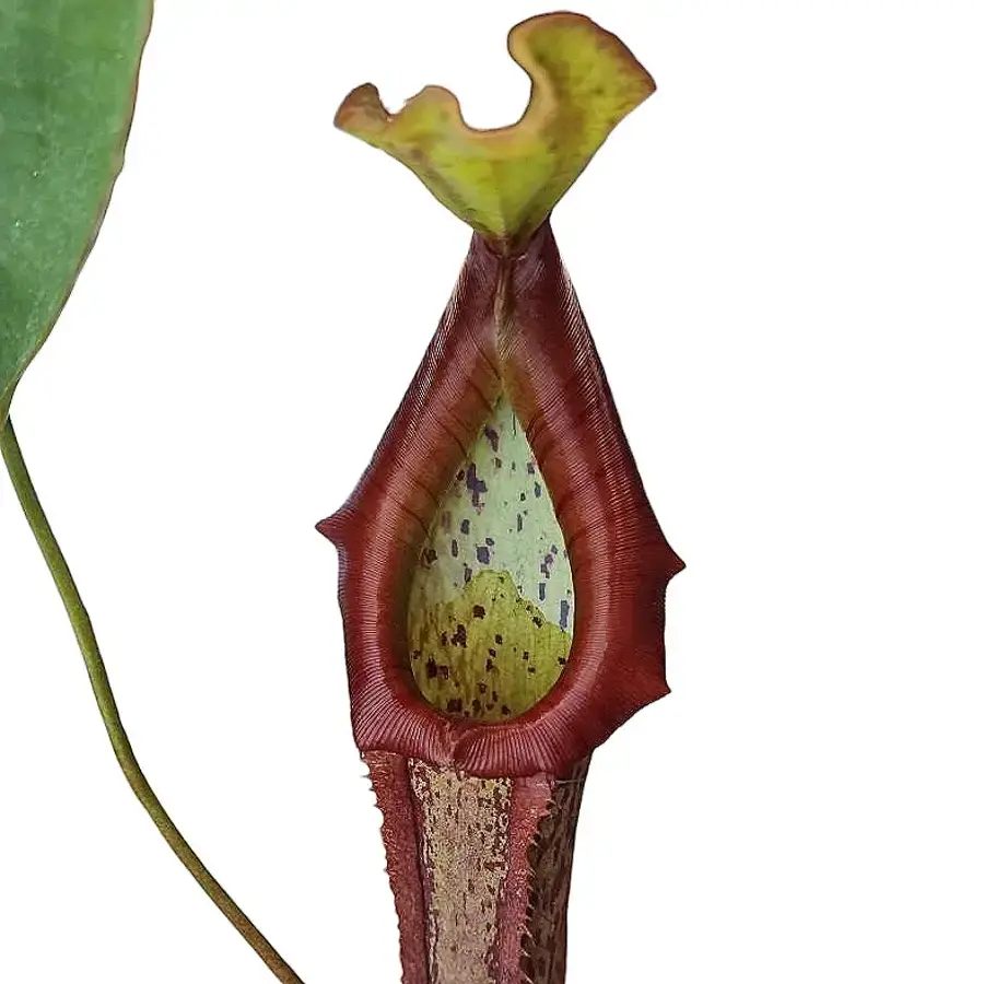Nepenthes 'Miranda'