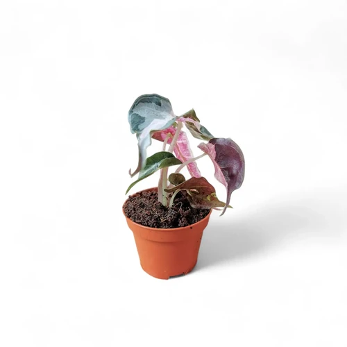 Alocasia 'Polly' albovariegata - buy now at Foliage Factory